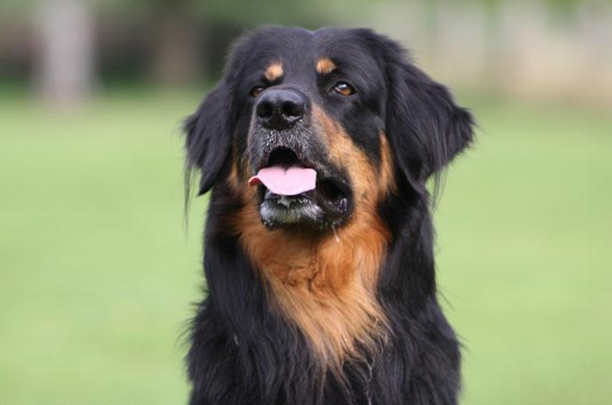 Antares vom Vierseitenhof